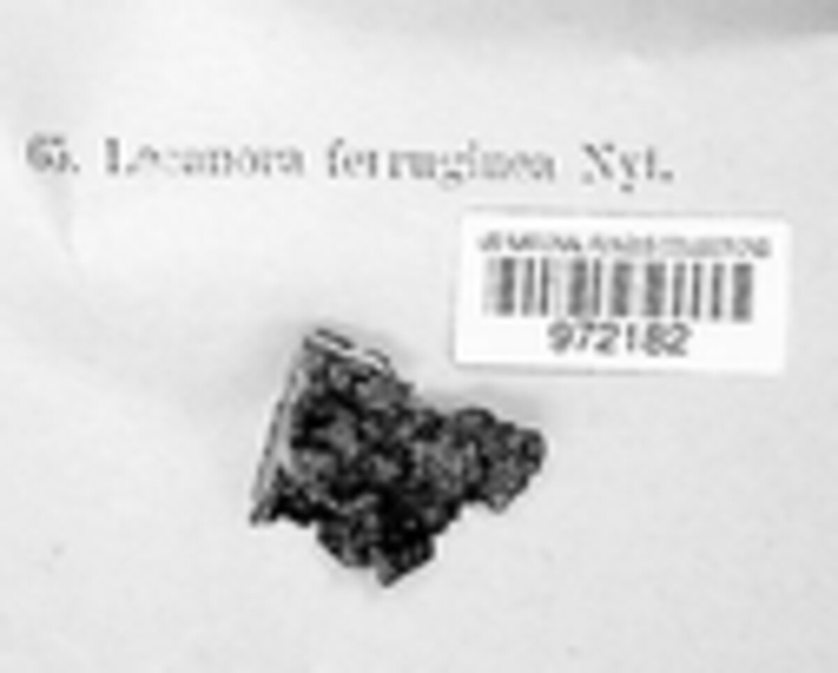 Blastenia ferruginea image